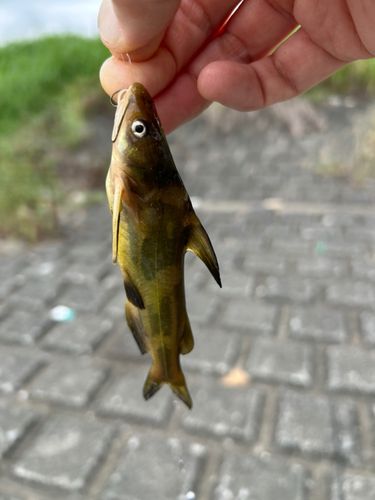 ギギの釣果