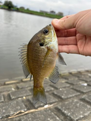 ブルーギルの釣果