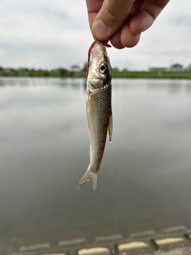 ニゴイの釣果