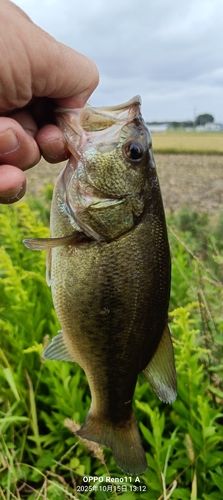 ブラックバスの釣果