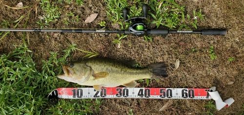 ブラックバスの釣果