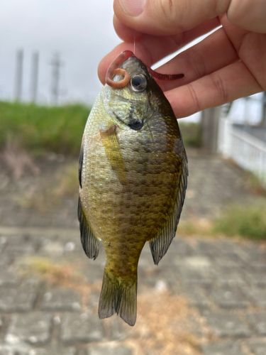 ブルーギルの釣果