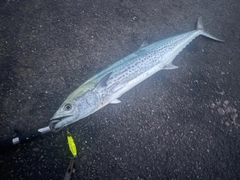 サワラの釣果