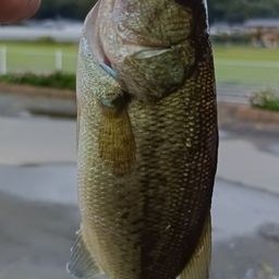 ブラックバス