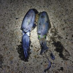 アオリイカ