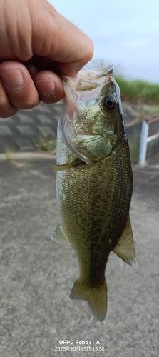 ブラックバスの釣果