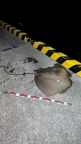 エイの釣果