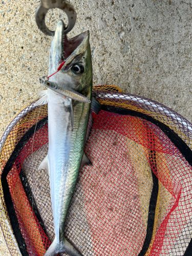 サゴシの釣果