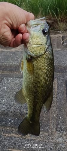 ブラックバスの釣果