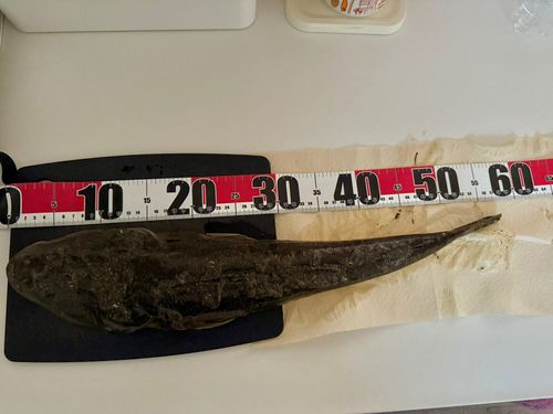 マゴチの釣果