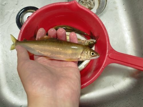 アユの釣果