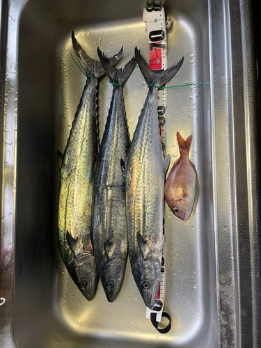 サワラの釣果