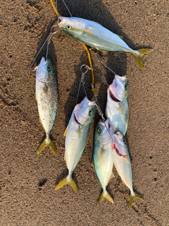 ワカシの釣果