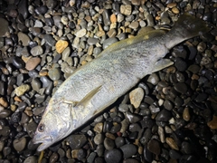 ニベの釣果