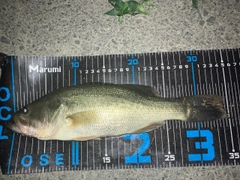 ブラックバスの釣果