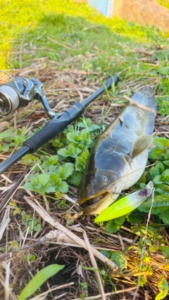 ナマズの釣果