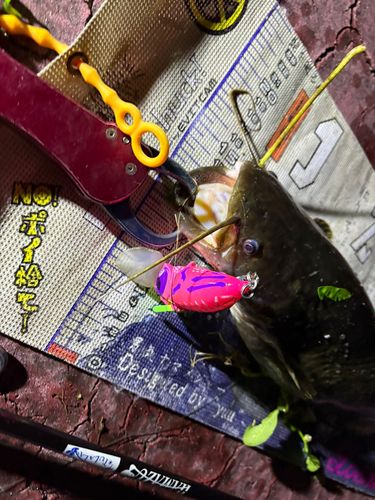 マナマズの釣果