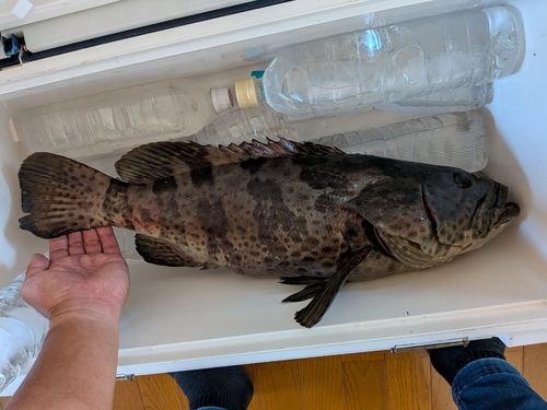 チャイロマルハタの釣果