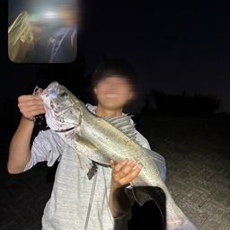 シーバス