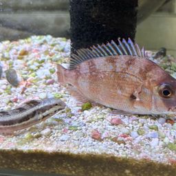 マダイ