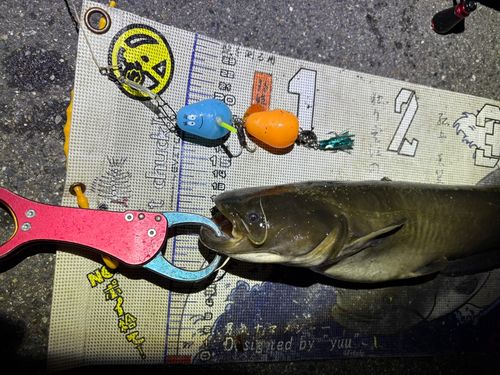 マナマズの釣果