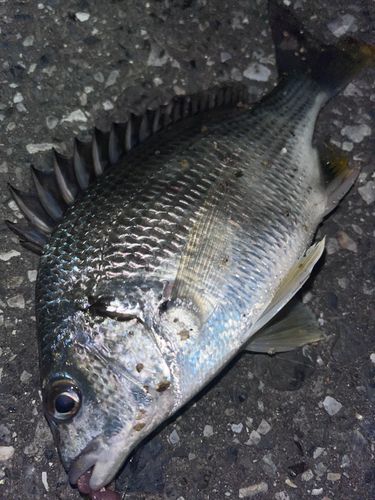 キチヌの釣果