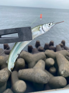 サヨリの釣果