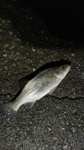 オリンピック記念公園