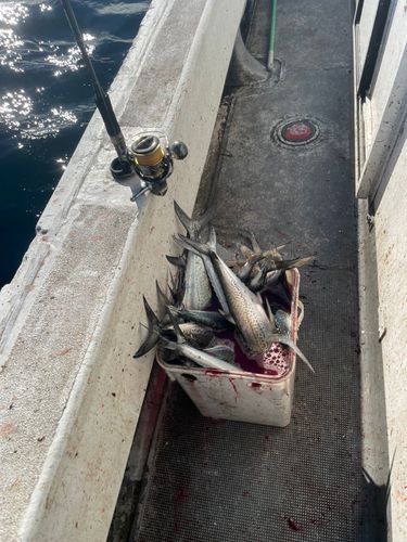 サゴシの釣果