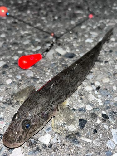 ハゼの釣果