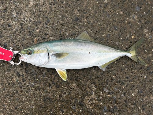 イナダの釣果