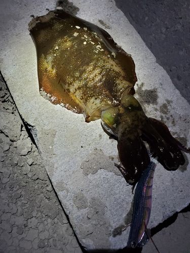 アオリイカの釣果