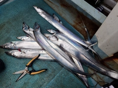 タチウオの釣果