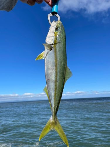 ツバイソの釣果