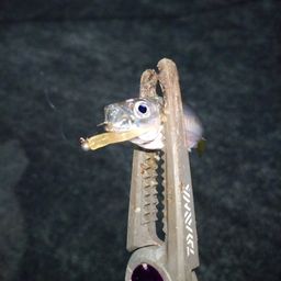 アジ