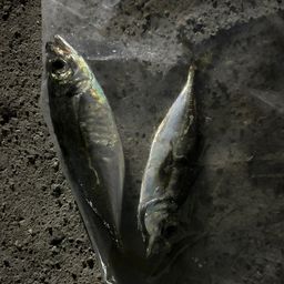 アジ