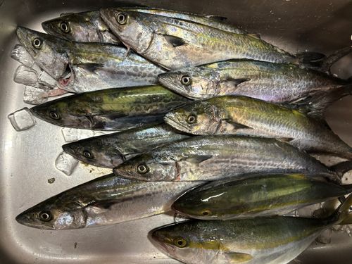 サゴシの釣果