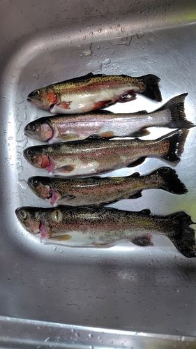 ニジマスの釣果