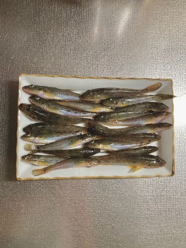 ハゼの釣果
