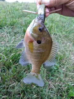 ブルーギルの釣果