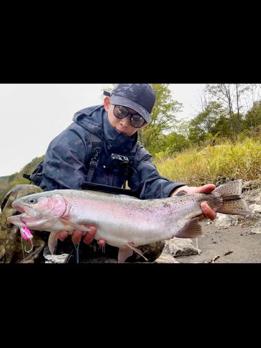 ニジマスの釣果