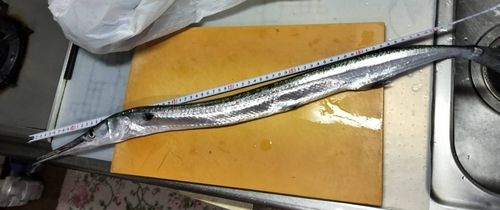 ダツの釣果