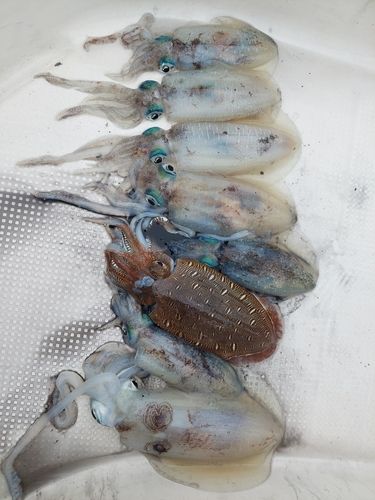 アオリイカの釣果