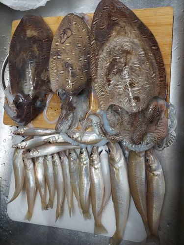 コウイカの釣果