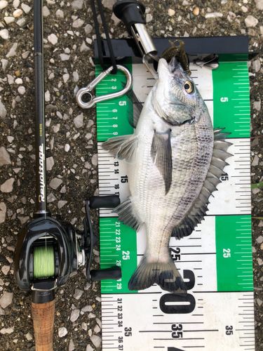 クロダイの釣果