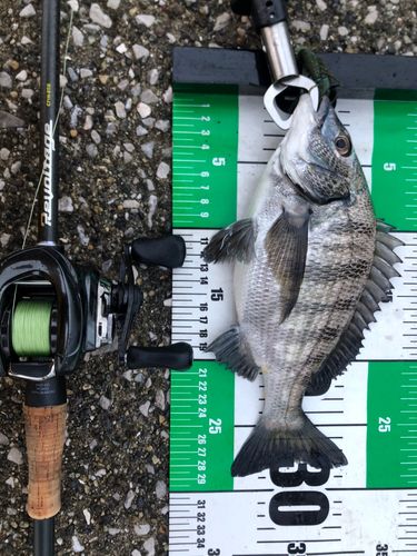 クロダイの釣果