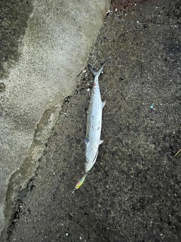 サゴシの釣果