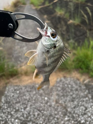 キビレの釣果