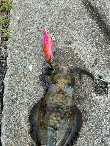 アオリイカの釣果