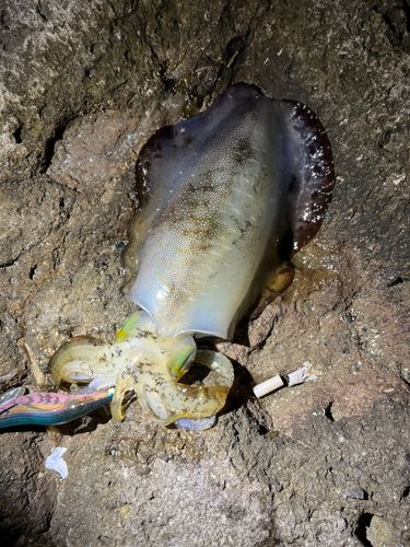 アオリイカの釣果